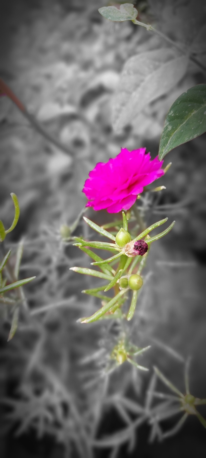 nature#ashok