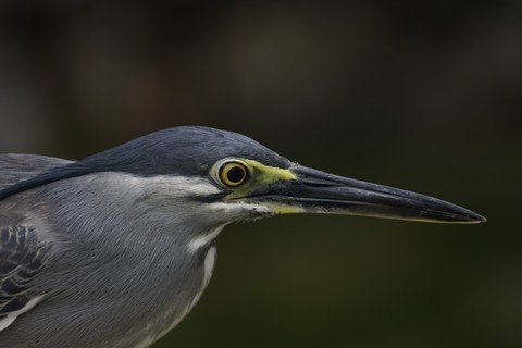 (Butorides striata javanica)