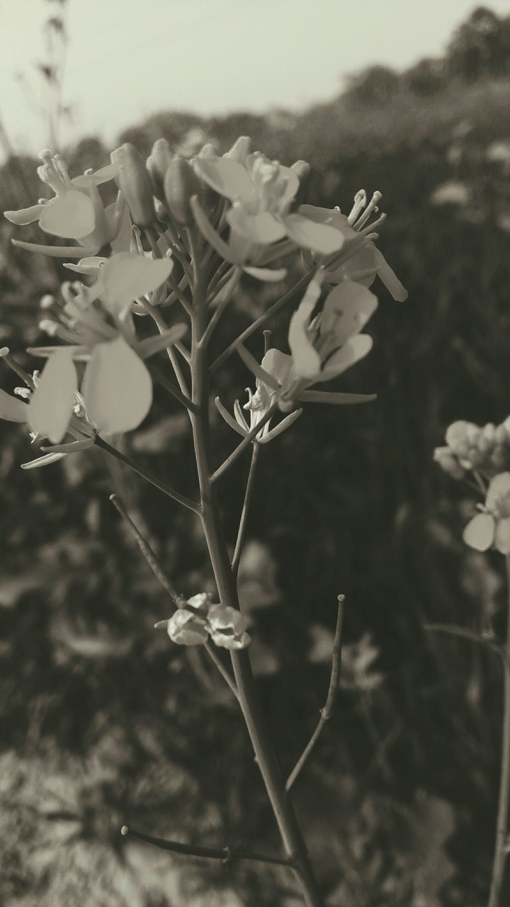 flowers