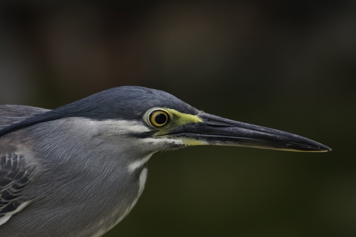 (Butorides striata javanica)
