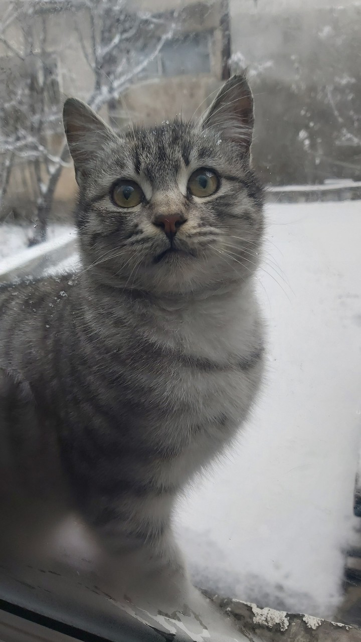 cat