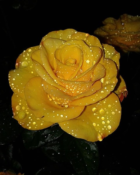 Roses
