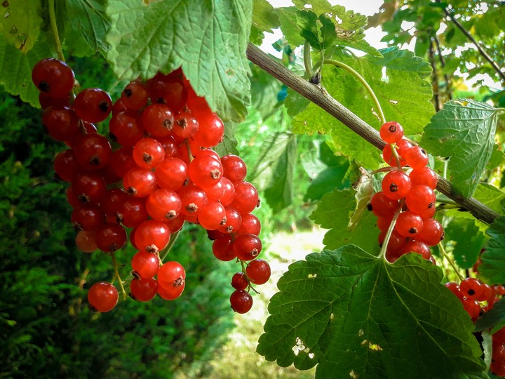 red berries