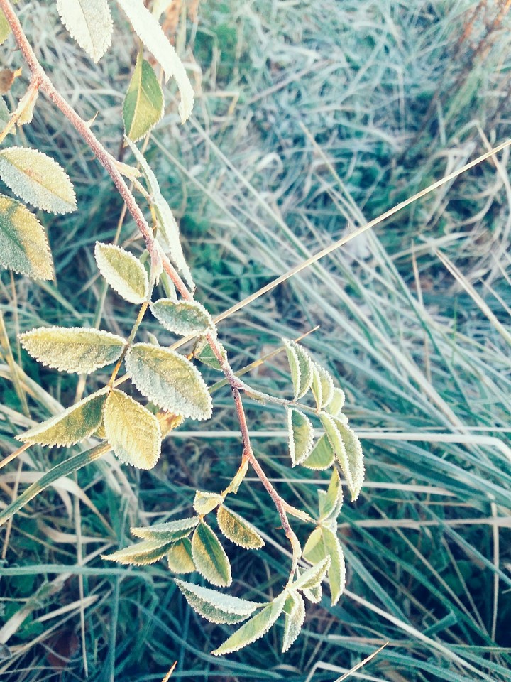 Winter rose... 
