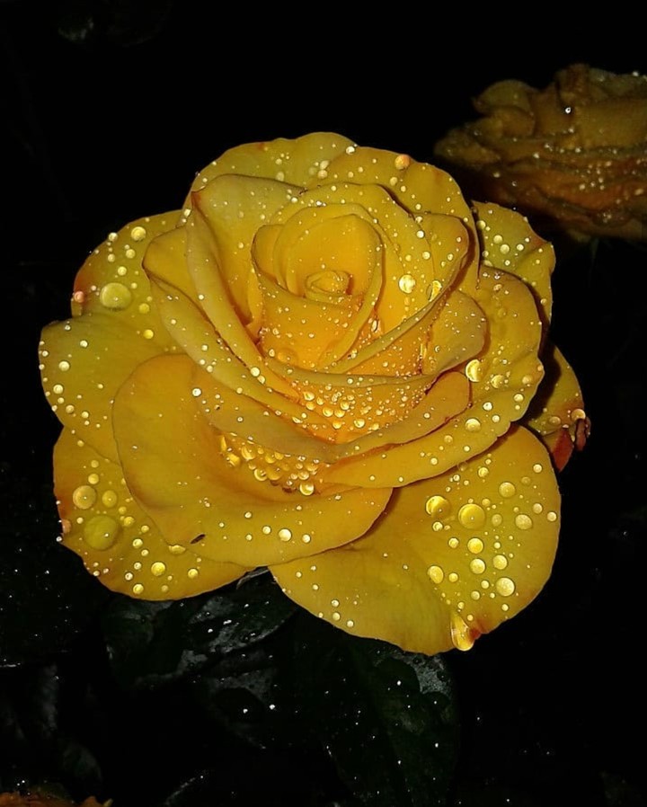 Roses