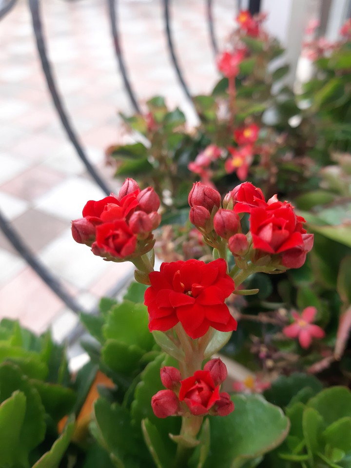 eclat de fleurs