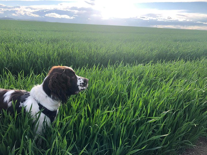 springer spaniel