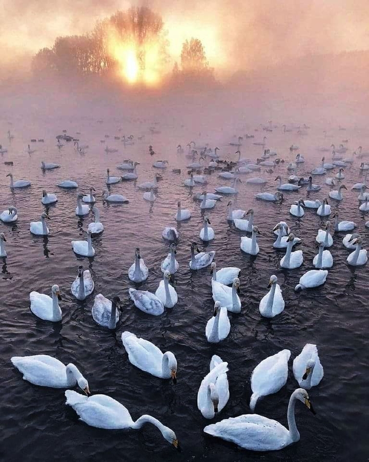 гуси