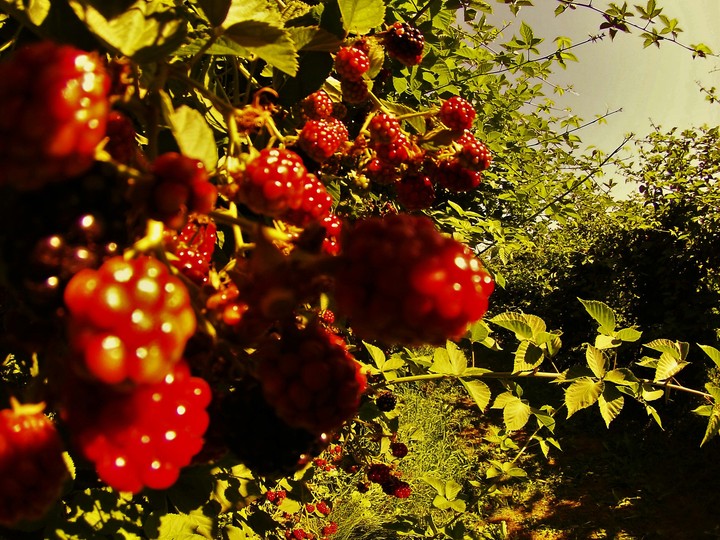 Raspberry