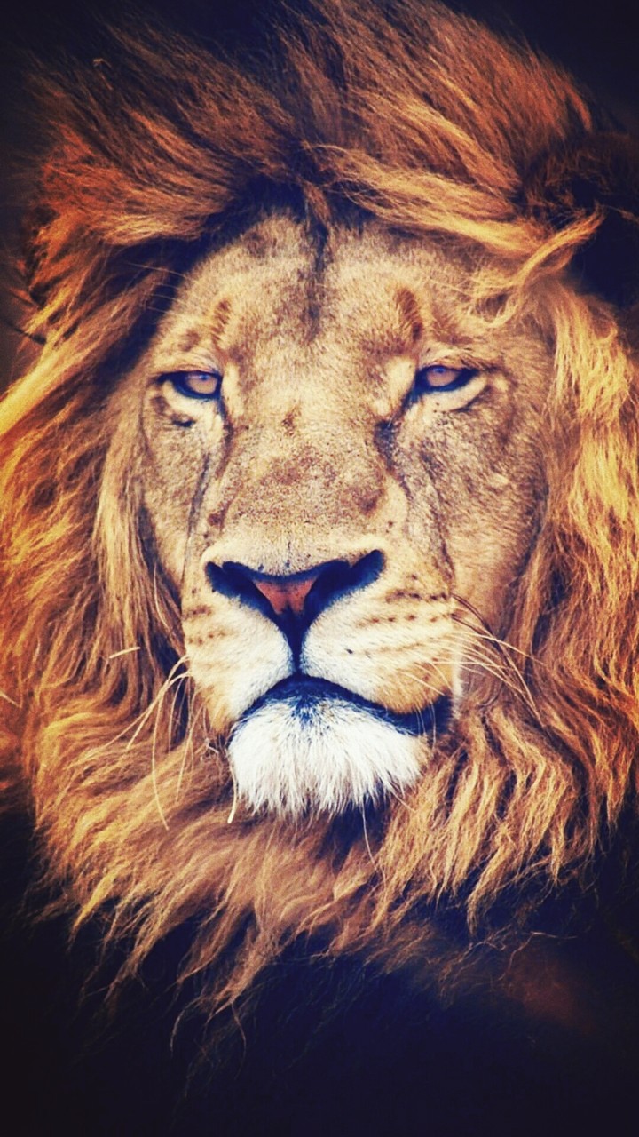 king