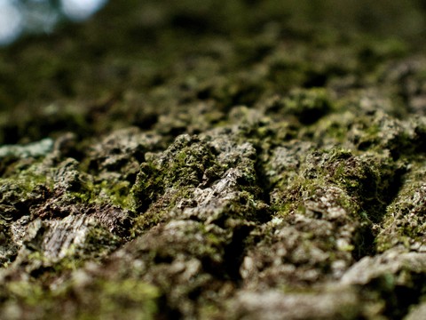 Tree bark