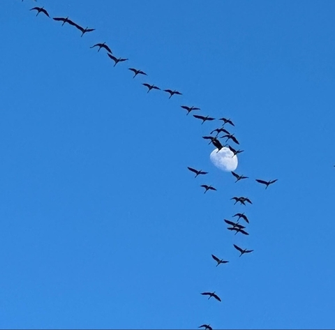 Bird, Blue, Sky