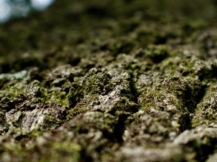 Tree bark