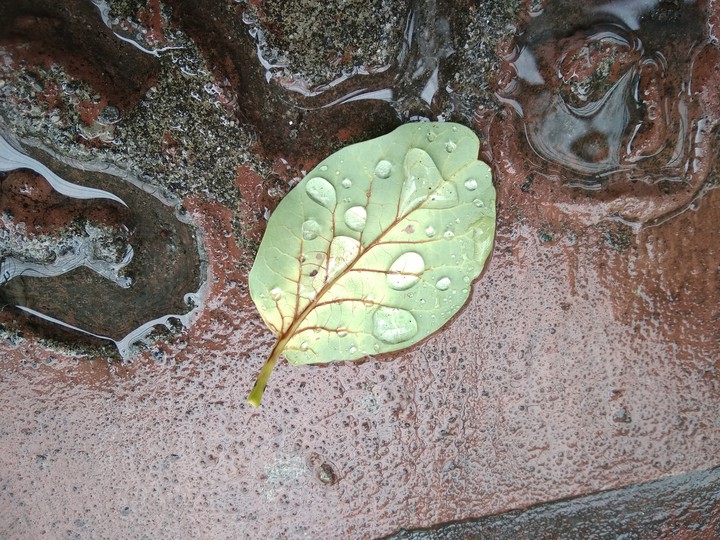 Leaf