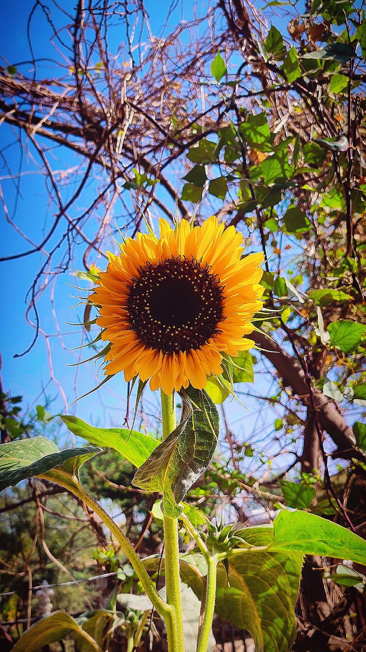 sunny sunflower