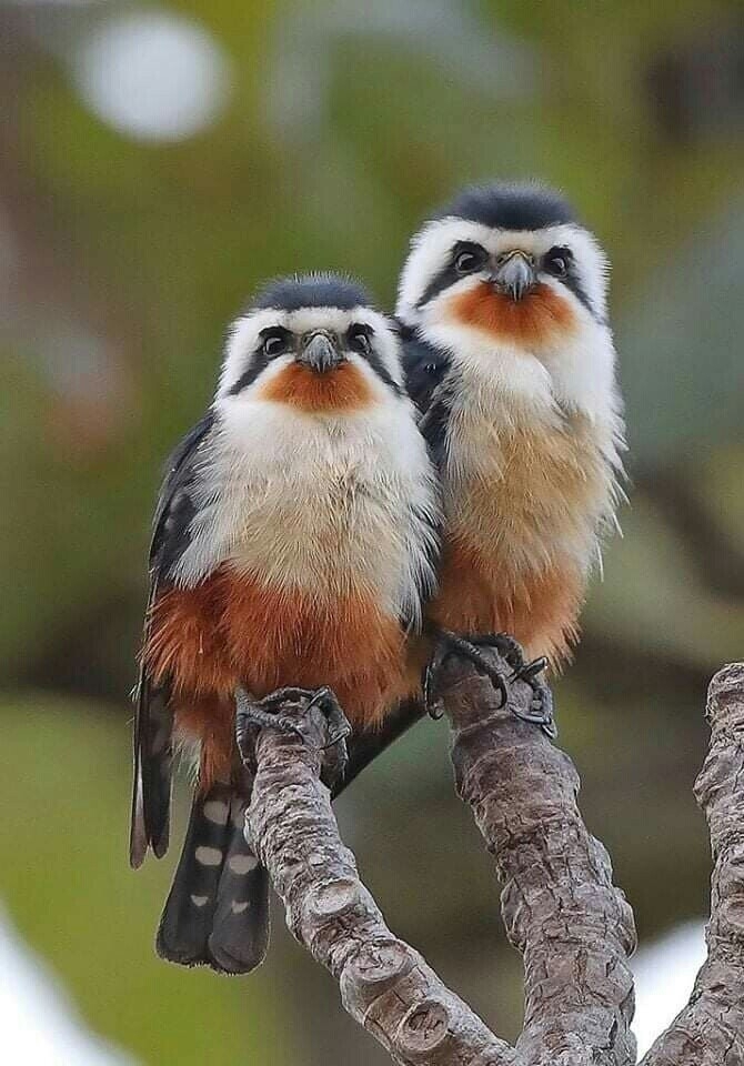 birds