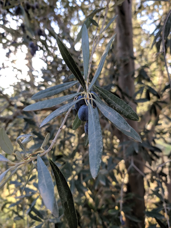 Olive