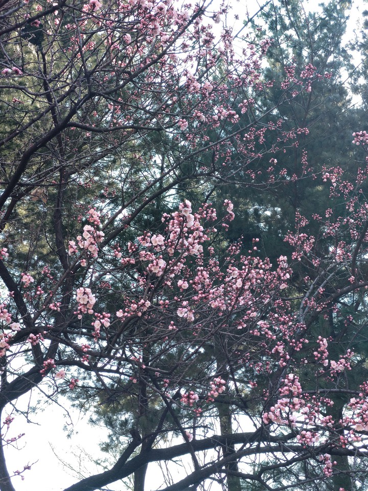 벗꽃