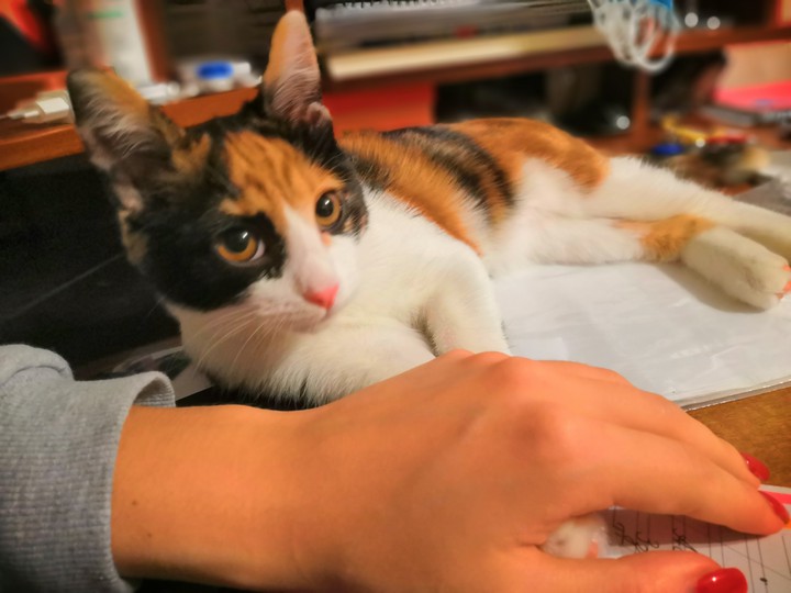 cat