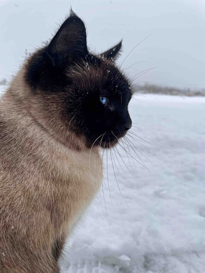 winter cat