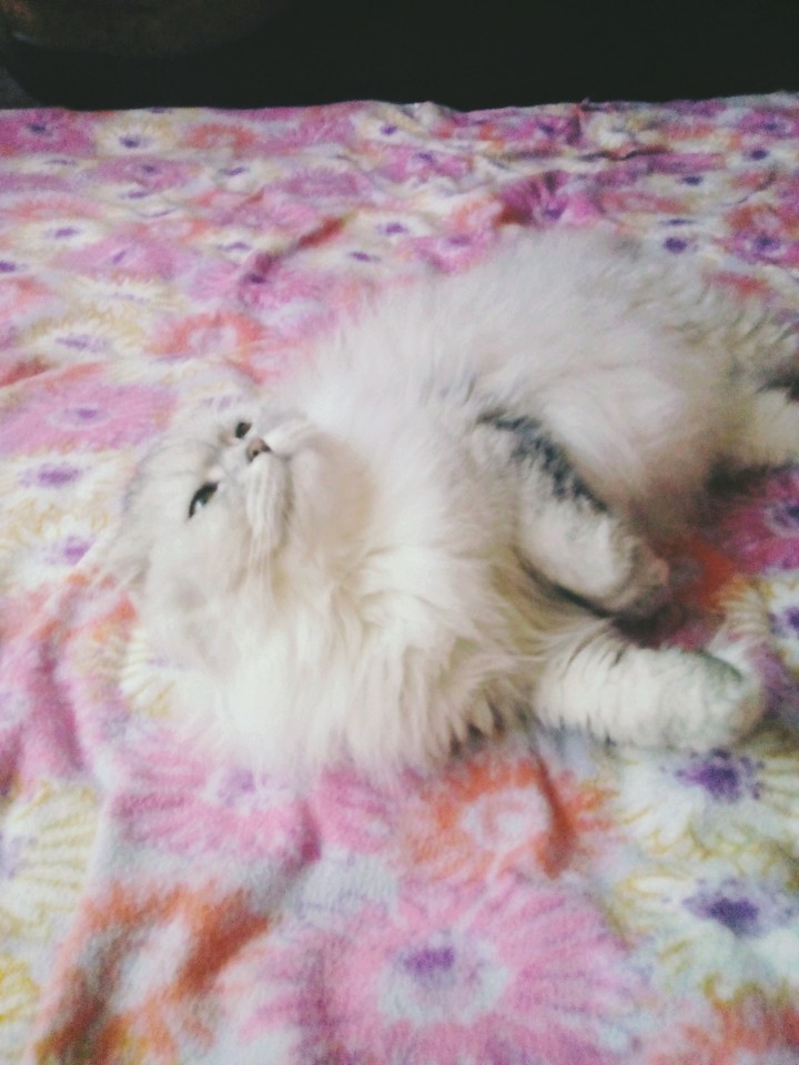 кошка