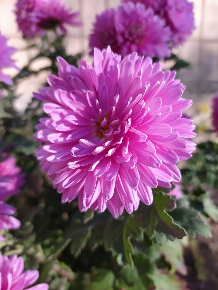 Flower