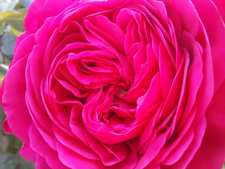 Rose pink