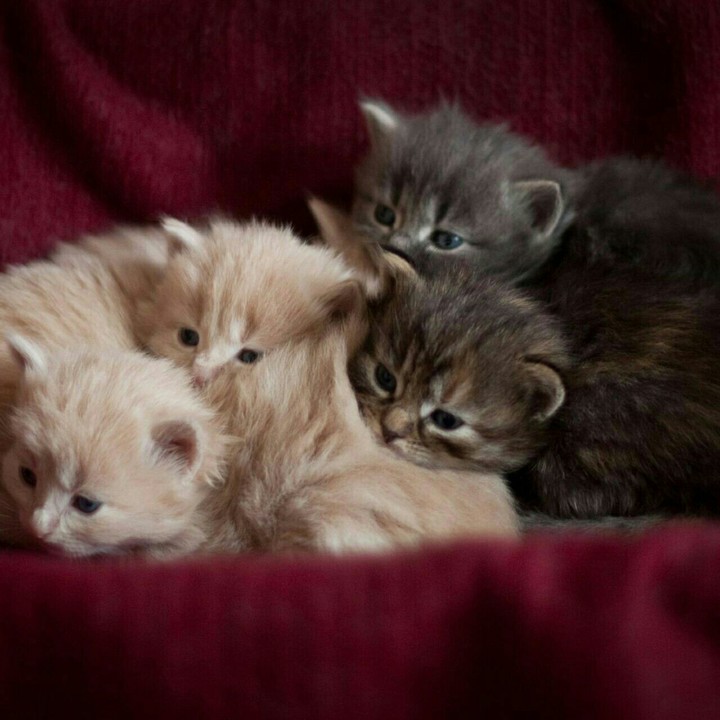 cute kittens