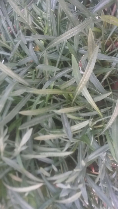 plants