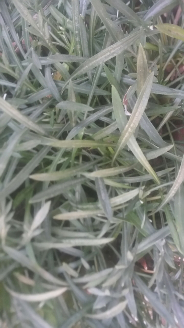 plants
