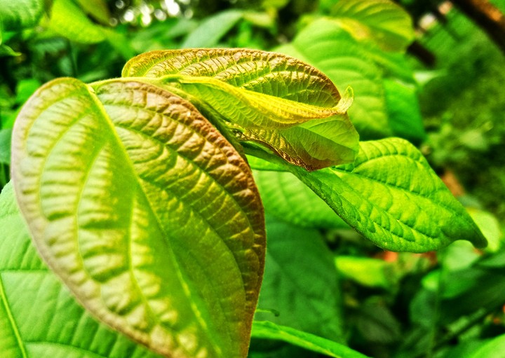 Leaf