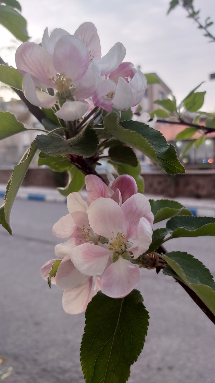blossom
