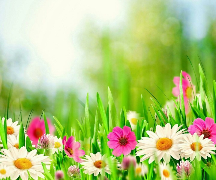 flowers
