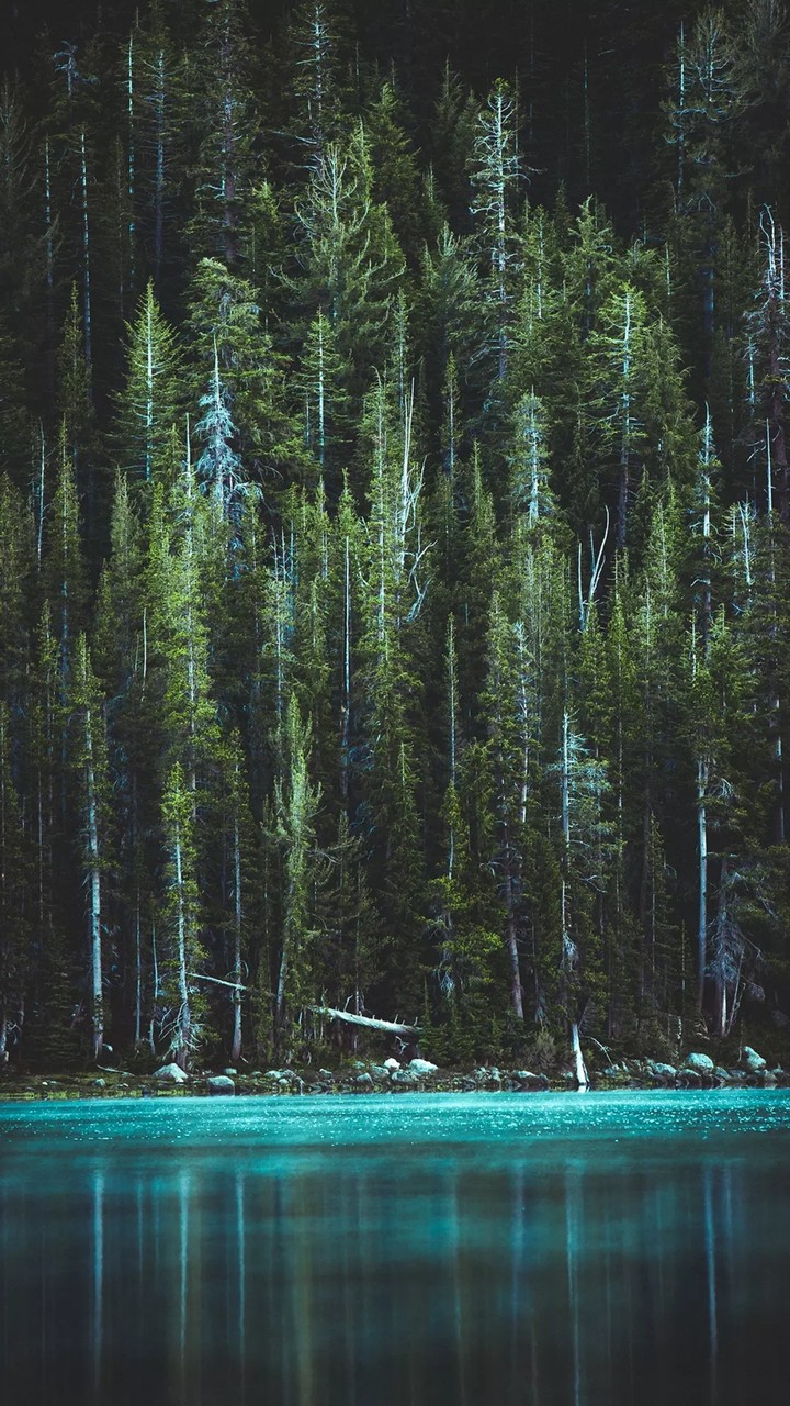 forest