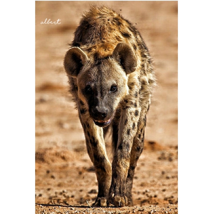 Kenia