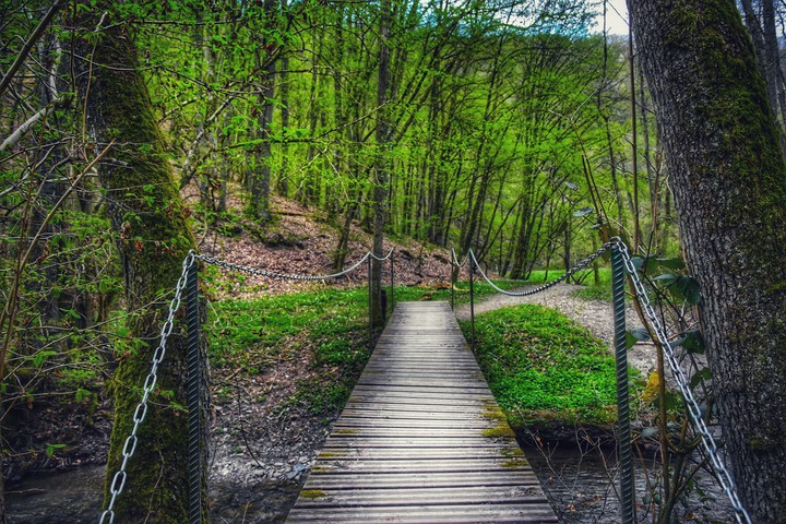 forest