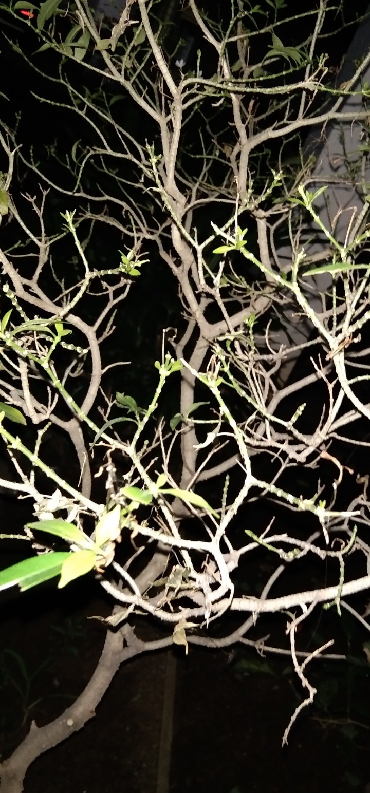 ???