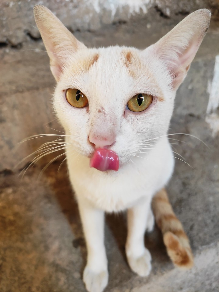 cat