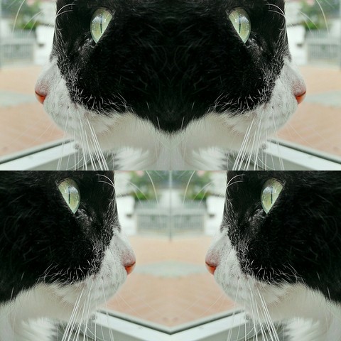 Cat's Eyes. Deep Look
