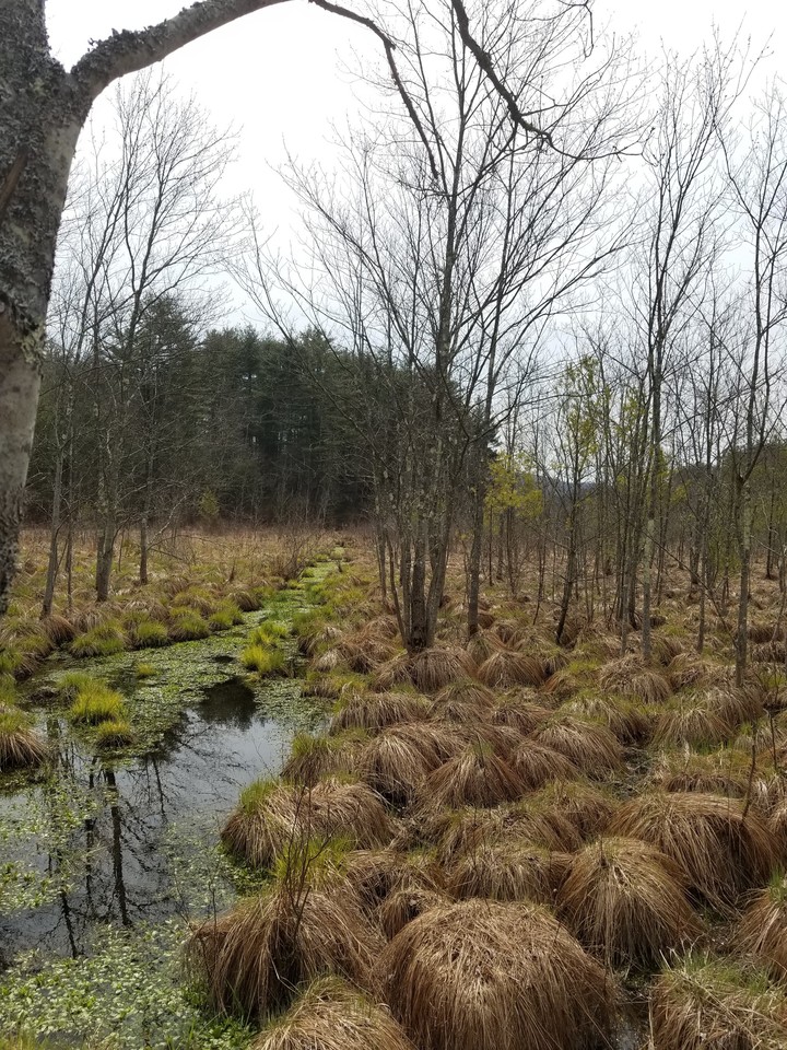 through the swamp