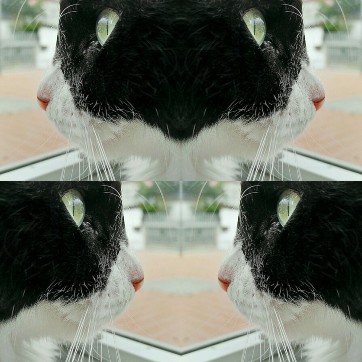 Cat's Eyes. Deep Look