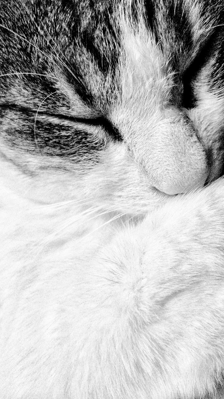 Gatto