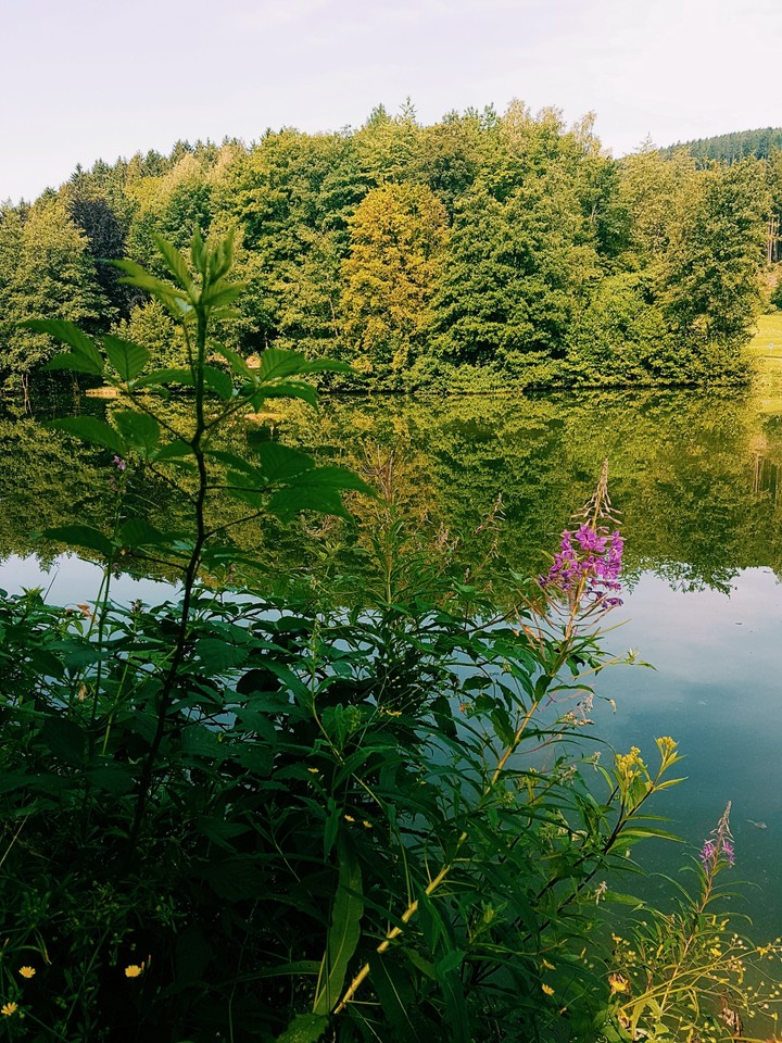 Waldspaziergang
