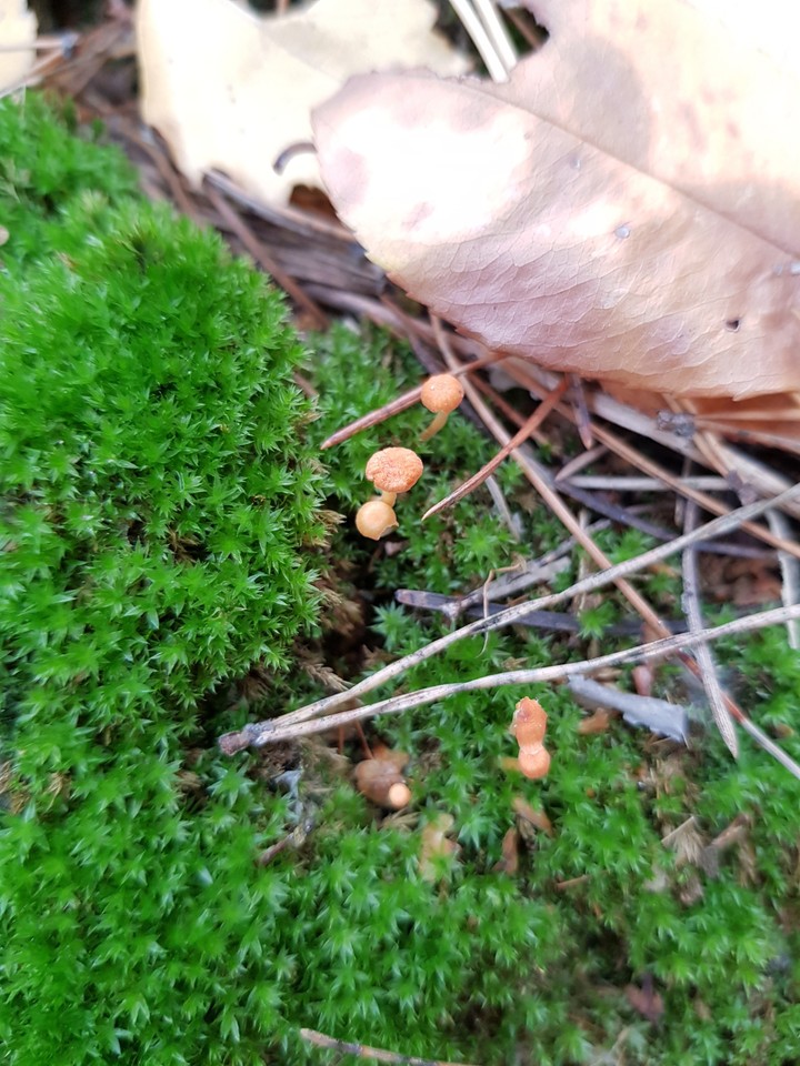 mushrooms 