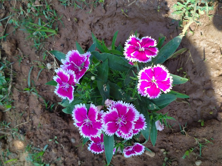 flower