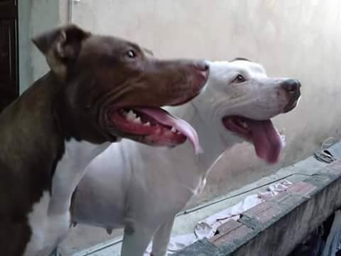 minhas meninas