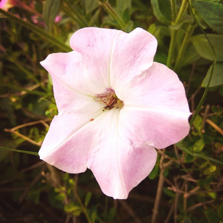 pleasing_pink..