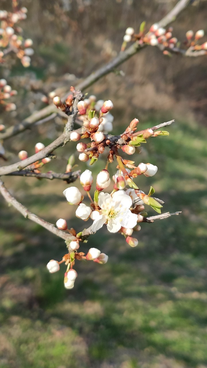 tree in blossom