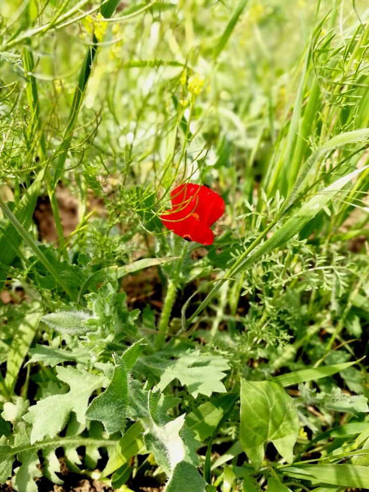 flower