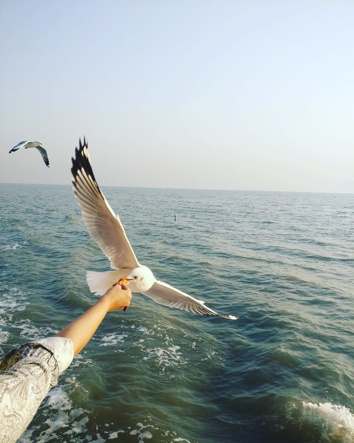 seagull